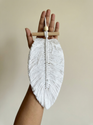 JH Gallery White 2 Leaves with Stick Pair - view 5